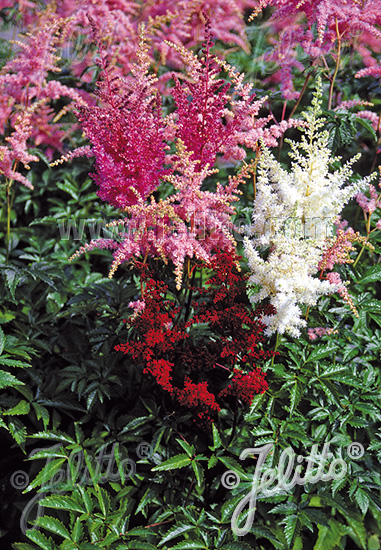 ASTILBE Arendsii Hybr.  Bunter Zauber  cca.50 semien
